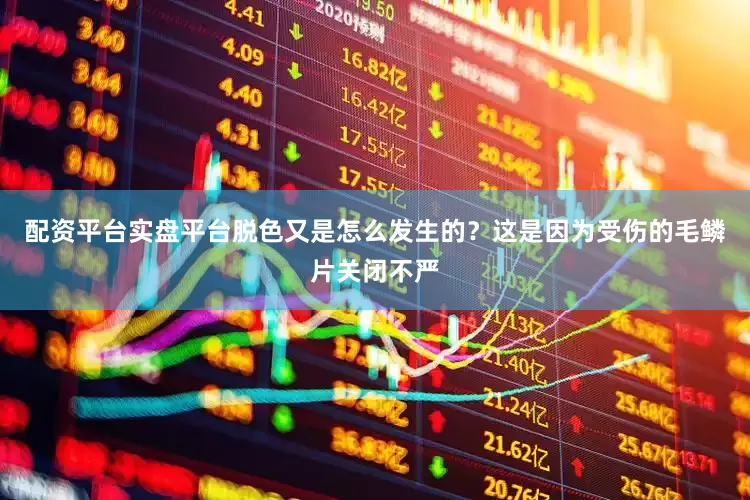 配资平台实盘平台脱色又是怎么发生的？这是因为受伤的毛鳞片关闭不严